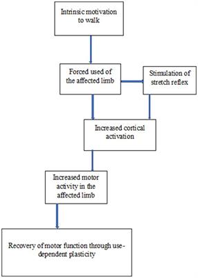 Variation in the rate of recovery in motor function between the upper and lower limbs in patients with stroke: some proposed hypotheses and their implications for research and practice